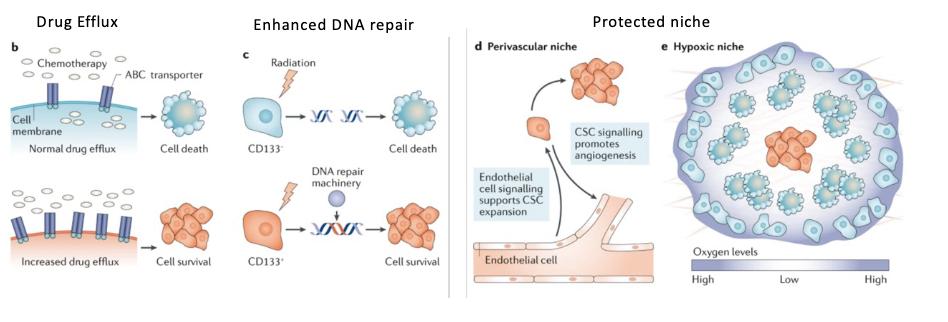 <p>normal SC have properties that make long lived</p><ul><li><p>drug efflux (dont want to be killed by random toxins)</p></li><li><p>good for cancer</p></li><li><p>efficient dna repair</p></li><li><p>protected niche → buried </p></li></ul>