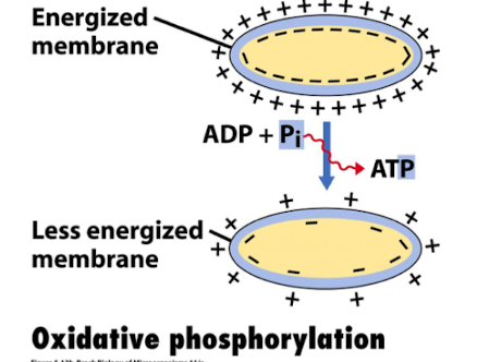<p><strong>It is an oxygen-dependent process where cofactors NADH and FADH₂ </strong><span style="color: red;"><strong><span>are oxidised,</span></strong></span><strong> and the energy generated from PMF is used to synthesise ATP via the ETC</strong></p>