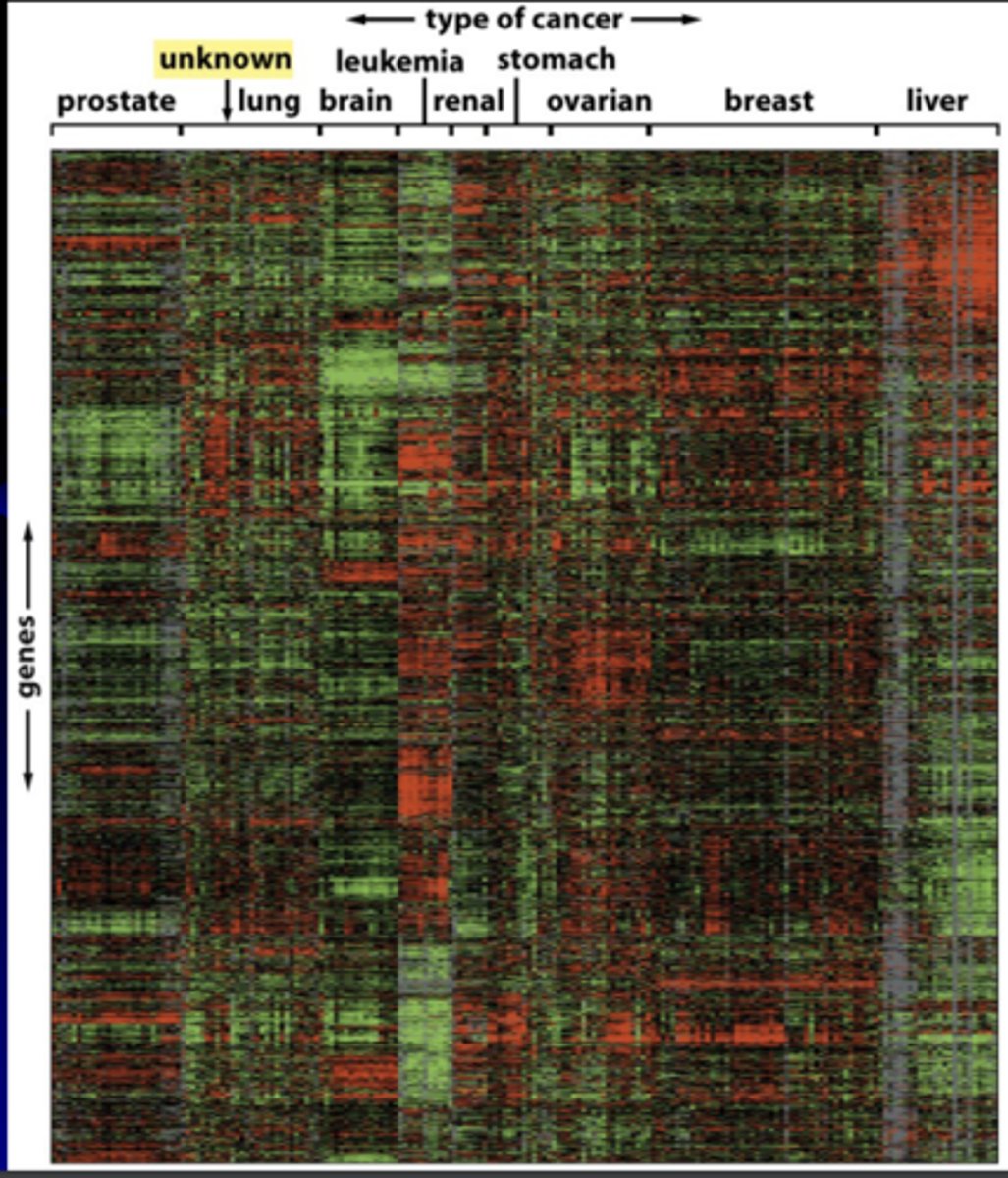 <p>like normal tissues, each class of tumor has its own characteristic spectrum of gene expression</p><p>- allows identification of tumor of unknown origin and individualized treatment</p><p>ex) tumor of unknown origin was lung cancer</p>