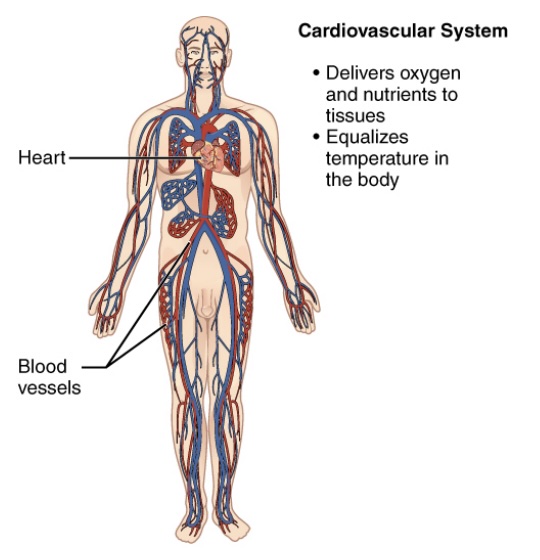 <p>-contains:</p><ol><li><p>heart</p></li><li><p>blood vessels</p></li><li><p>(blood itself)</p></li></ol><p>-function:</p><ol><li><p>delivers oxygen and nutrients to tissues</p><ol><li><p>equalizes temperature in the body</p></li></ol></li></ol><p></p>