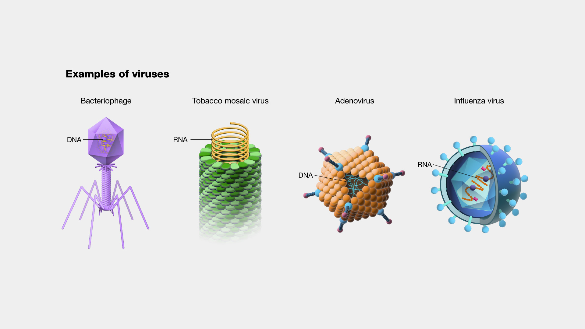 <p>A microscopic infectious agent that can only replicate inside the living cells of an organism.</p>