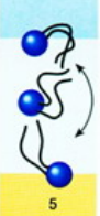 flip-flop

movement from one leaflet to the other

rare because because the hydrophilic head of phospholipid must go cross the hydrophobic core to get to the leaflet
