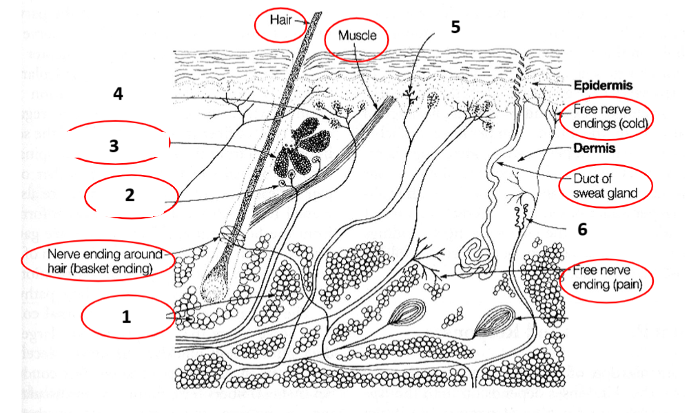 <p>Skin: 1, 2, 3, 4, 5, 6</p>