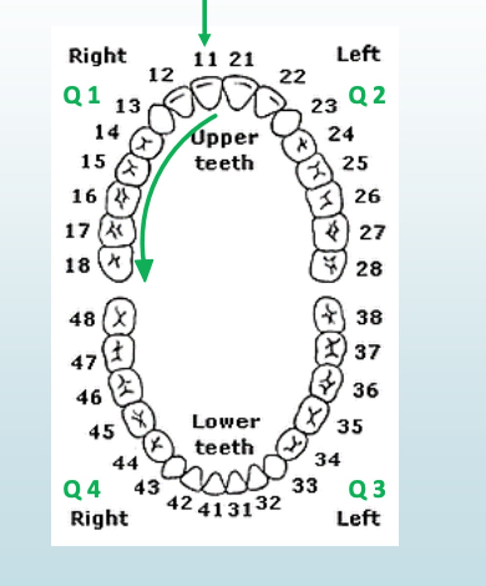 <p>find!</p><p>lower left canine D</p><p>upper left second premolar P</p><p>lower right lateral incisor D</p><p>upper right third molar P</p>
