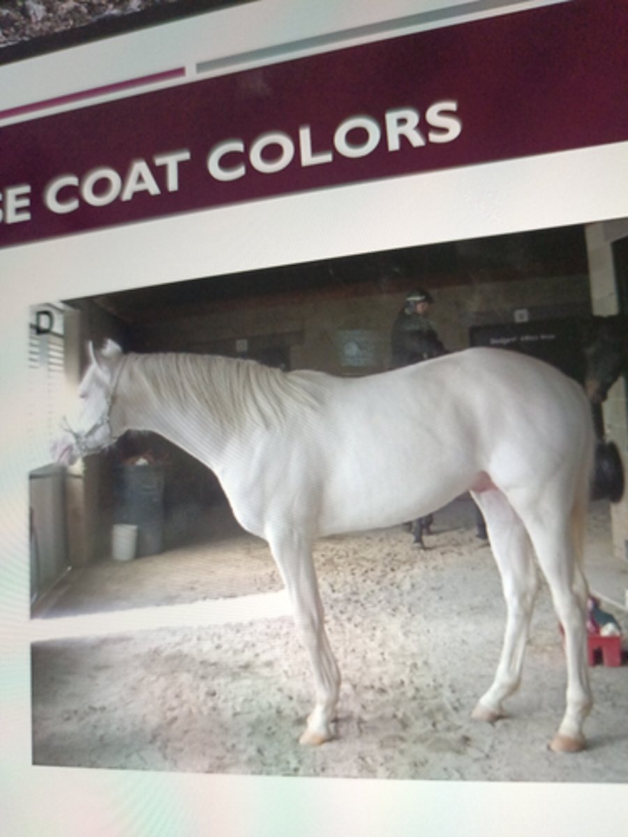 <p>born predominantly and stays white throughout the life ¡ Genetics - Dominant white genes (W)(rare) ¡ Unpigmented skin and white hair, dark or blue eyes ¡ Different from albino</p>