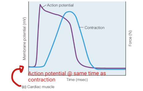 - The heart can be refilled with blood before contracting again.
- Prevents tetanus of the heart because their is no way you can stimulate another action potential UNTIL the contraction is over.
