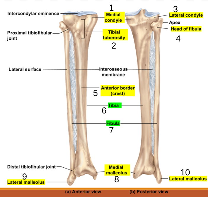 <p>Tibia and Fibula</p>