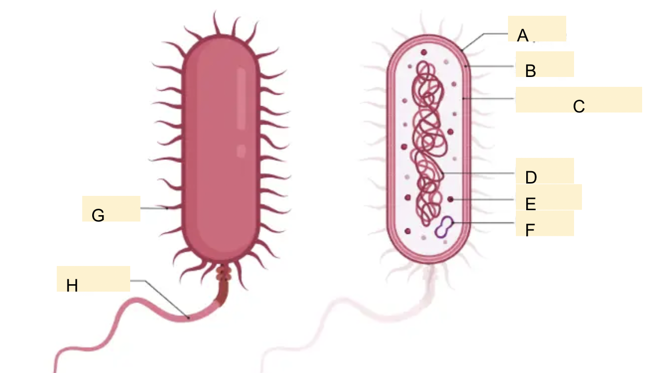 <p>structure of bacteria cell label </p>