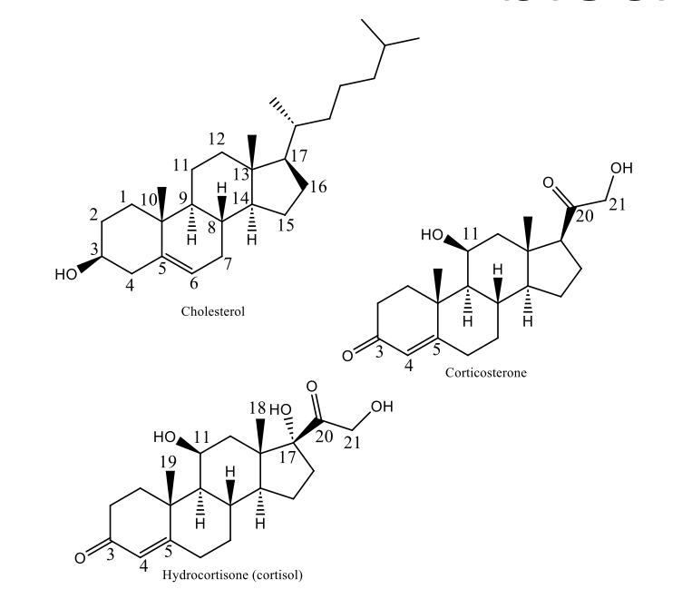 <ul><li><p>Conjugated Ketone at C3</p></li><li><p>beta OH, 2 carbons away from carbonyl</p></li><li><p>17 beta ketol side chain </p></li></ul><p></p>