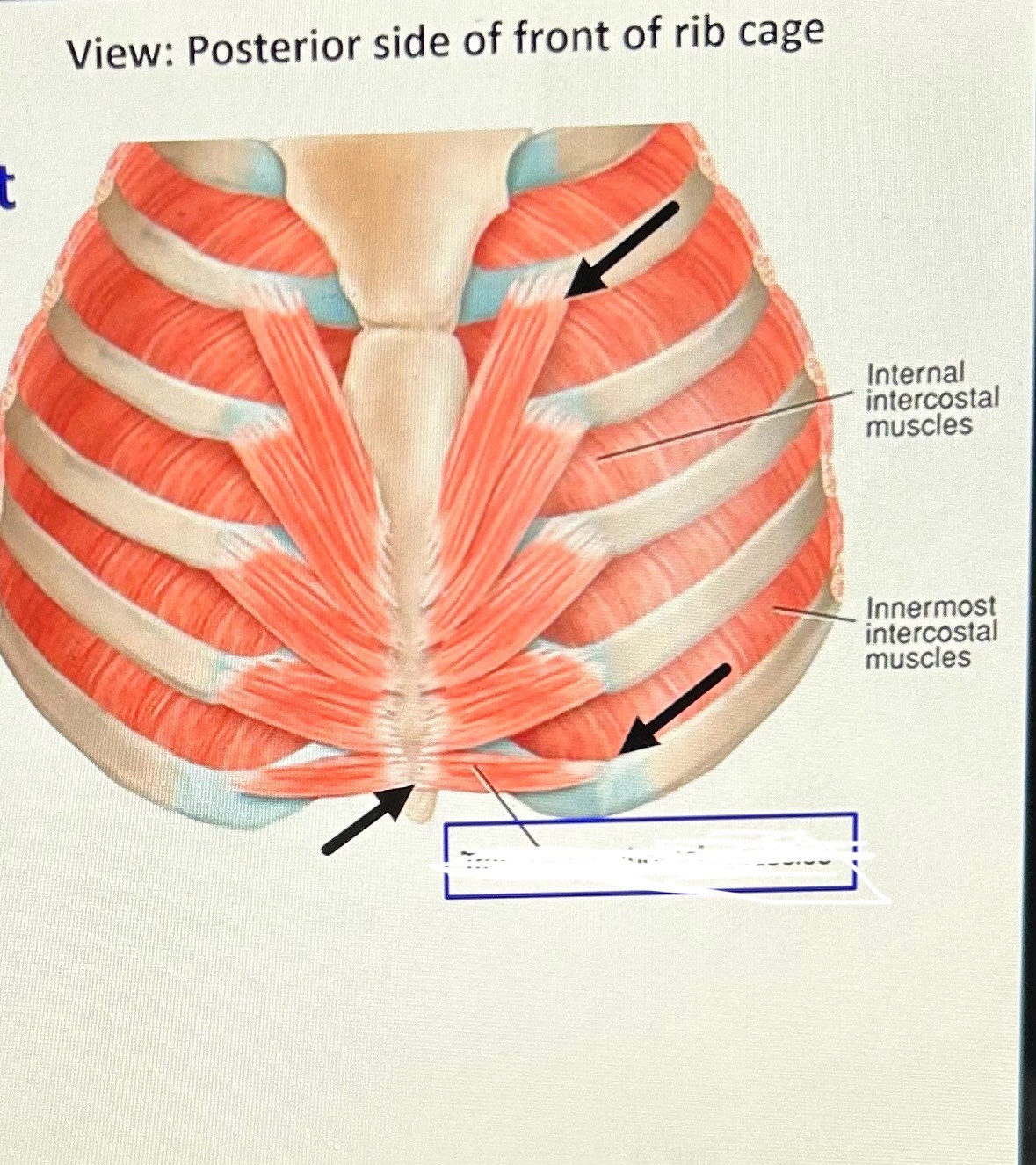 term image