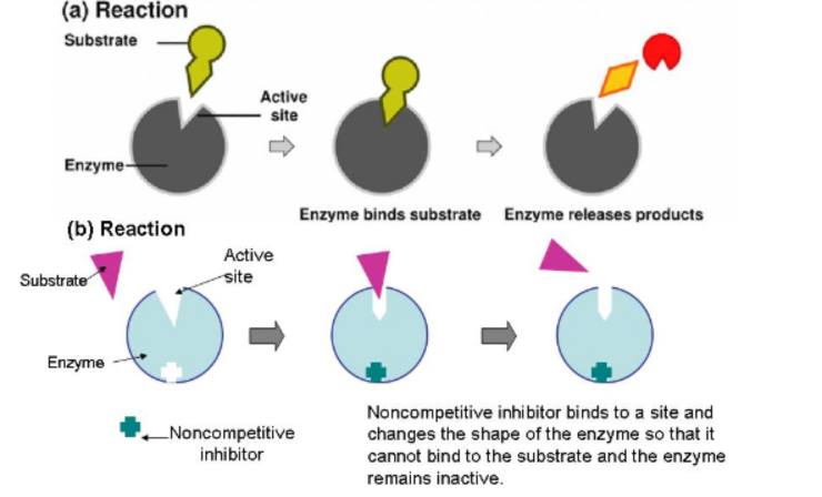 <ul><li><p><span>Does not compete for active site&nbsp;</span></p></li><li><p><span>Attaches to enzyme on a site other than the active site (<strong>allosteric site</strong>)&nbsp;</span></p></li><li><p><span>Causes the enzyme to <strong>change shape</strong>, so that active site looses affinity for its substrate</span></p></li></ul><p></p>