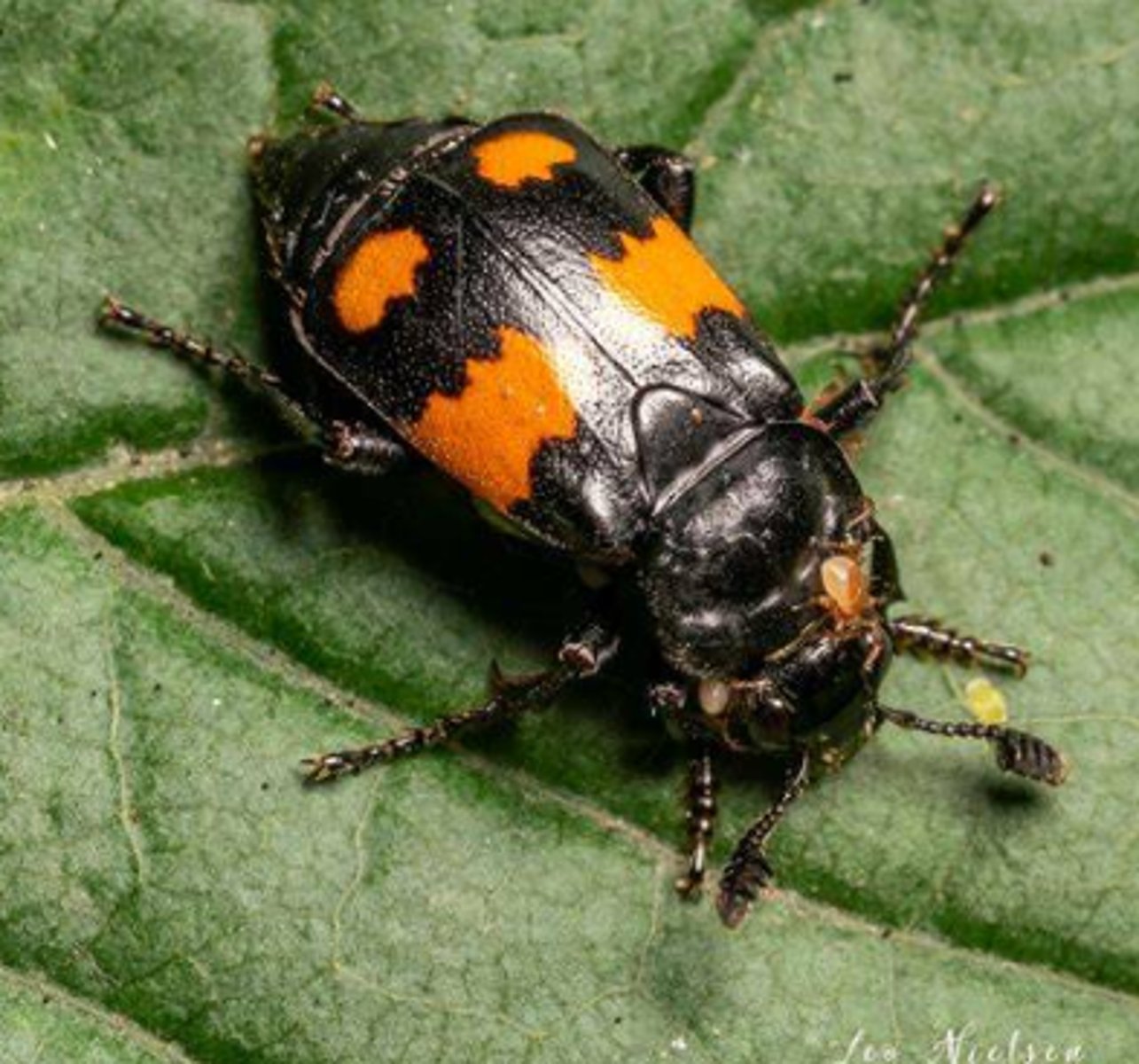<p>Řád- česky, latinsky</p><p>podřád- latinsky i česky</p><p>čeleď- česky</p><p>druh -Česky</p><p>(paličkovité tykadla, zahrabávají mrtvá těla do země i pozůstatky zvěře)</p>