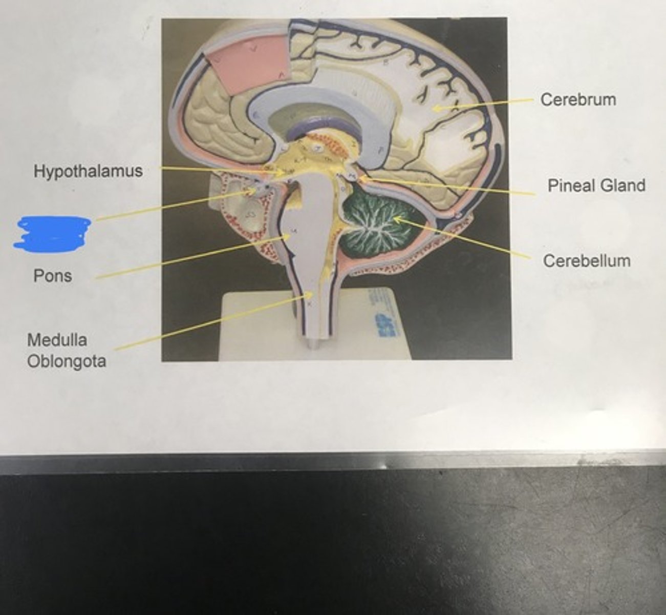 <p>Label the structure covered in blue ink and give a function</p>