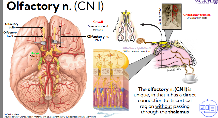 <ul><li><p><span style="background-color: transparent;"><span>The olfactory n. (CN I) is unique, in that it has a direct connection to its cortical region without passing through the thalamus</span></span></p></li><li><p><span style="background-color: transparent;"><span>Has CNS neurons: olfactory n., bulb, and tract (located in uncus)</span></span></p></li><li><p><span style="background-color: transparent;"><span>Olfactory bulb sits on inside of skull on the cribriform plate of ethmoid</span></span></p><ul><li><p><span style="background-color: transparent;"><span>Has little holes, cribriform foramina, where nerve fibers project through and embed in olfactory epithelium</span></span></p></li><li><p><span style="background-color: transparent;"><span>Aromas pass odor molecules, mucosa dissolves those chemicals, and olfactory nerve transmits to nervous signals</span></span></p></li></ul></li><li><p><span style="background-color: transparent;"><span>Only sensory nerve that does not relay to thalamus, goes directly to cortex</span></span></p></li></ul><p></p>