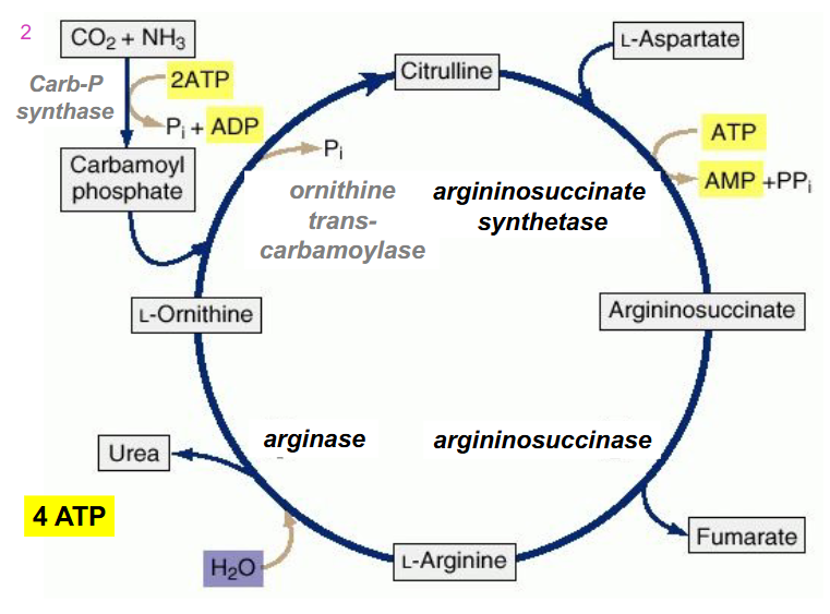 <p>SIMPLIFIED REACTIONS OF UREA CYCLE</p>