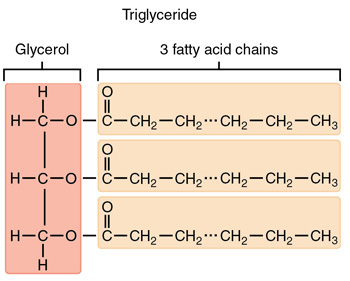 <p>Glycerol + 3 fatty acids </p>
