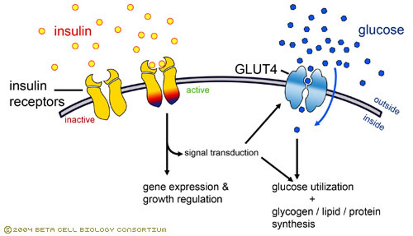 <p>False. Disrupting the Insulin/GLUT 4 Mechanism can cause Diabetes Mellitus.</p>