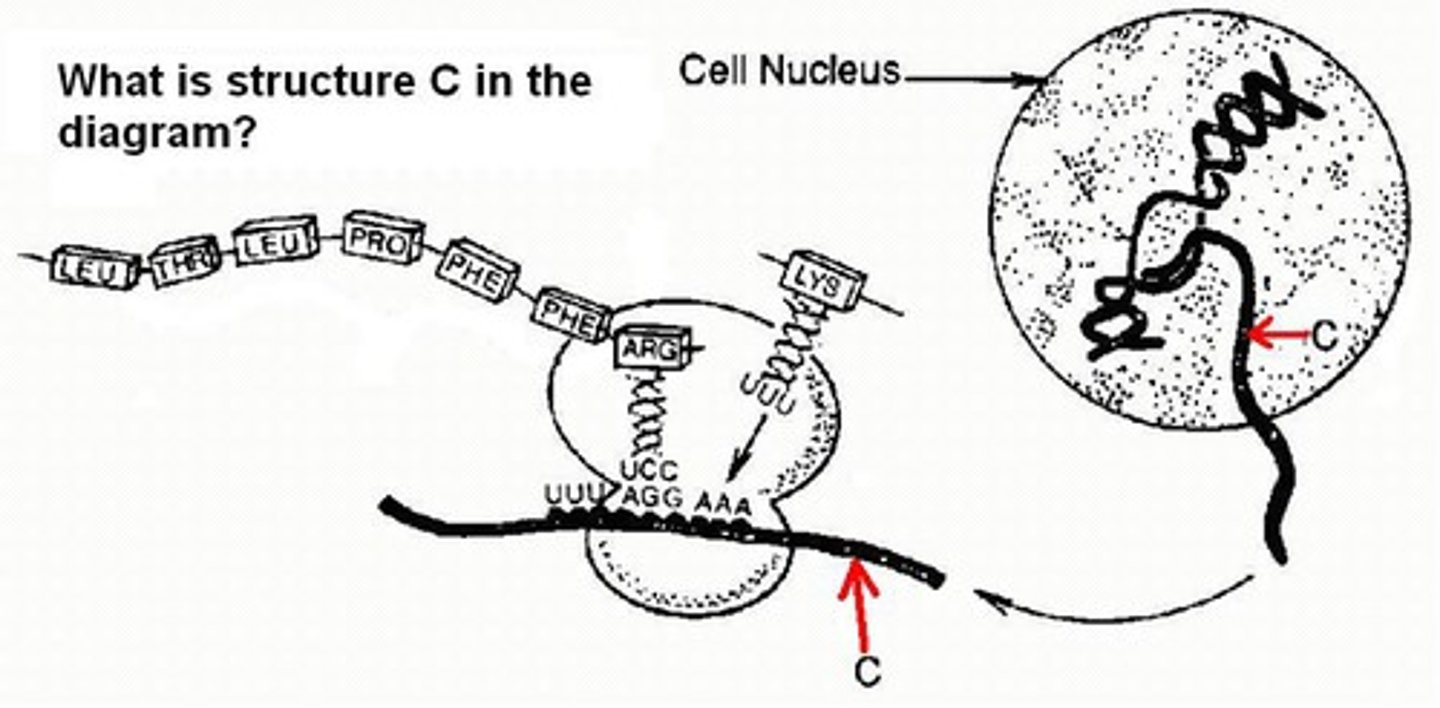 <p>What is C? It takes the information in a gene from the nucleus to a ribosome in the cytoplasm.</p>