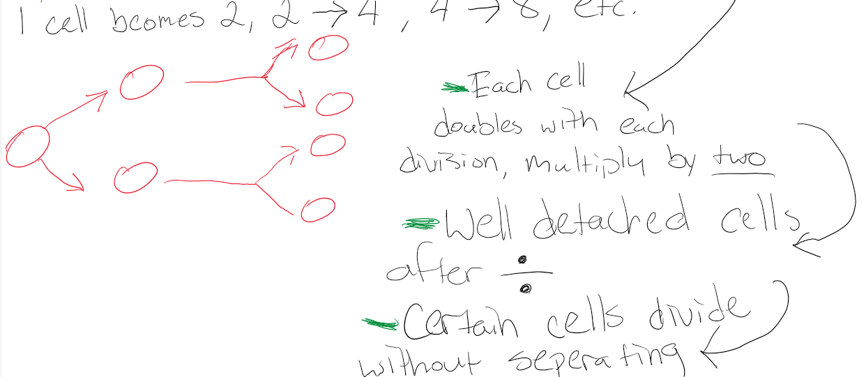 <p>Binary Fission</p>