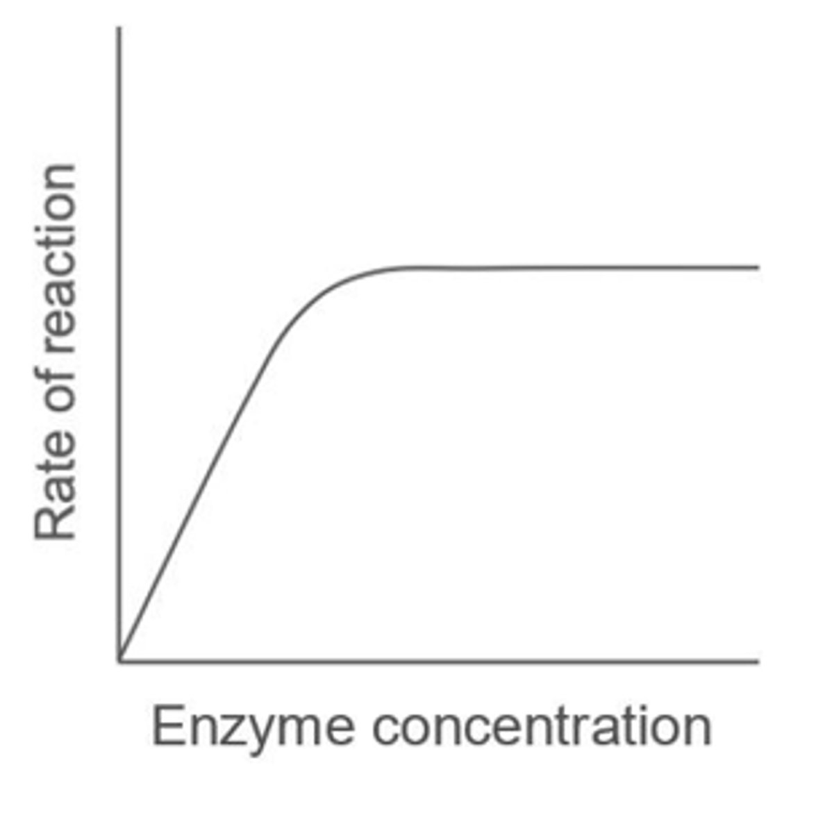 <p>Given that substrate is in excess, rate increases proportionally to enzyme concentration.</p><p>Rate levels off when maximum number of ES complexes form at any given time.</p>