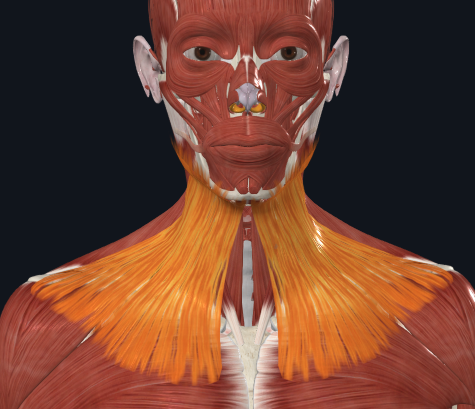 <p>What muscle is highlighted</p>