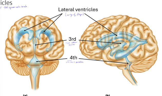 <p>What are the functions of the circulation of Cerebrospinal Fluid (CSF)?</p>