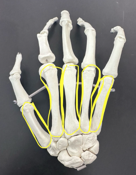 <p>What is highlighted in yellow?</p>