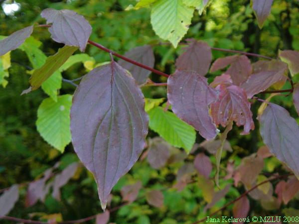 <p><span>svída krvavá</span></p>