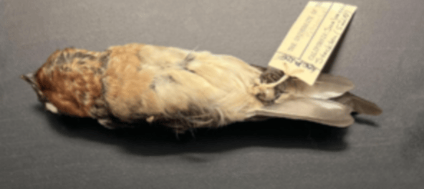 <p>DIET</p><p>- carnivorous (meat eater</p><p>---------------------------</p><p>MODE OF CAPTURE</p><p>- captures insect prey on the wing</p><p>---------------------------</p><p>BEAK</p><p>- small </p><p>- short </p><p>- pointy</p><p>---------------------------</p><p>FOOT MORPHOLOGY</p><p>- Anisodactyl</p>