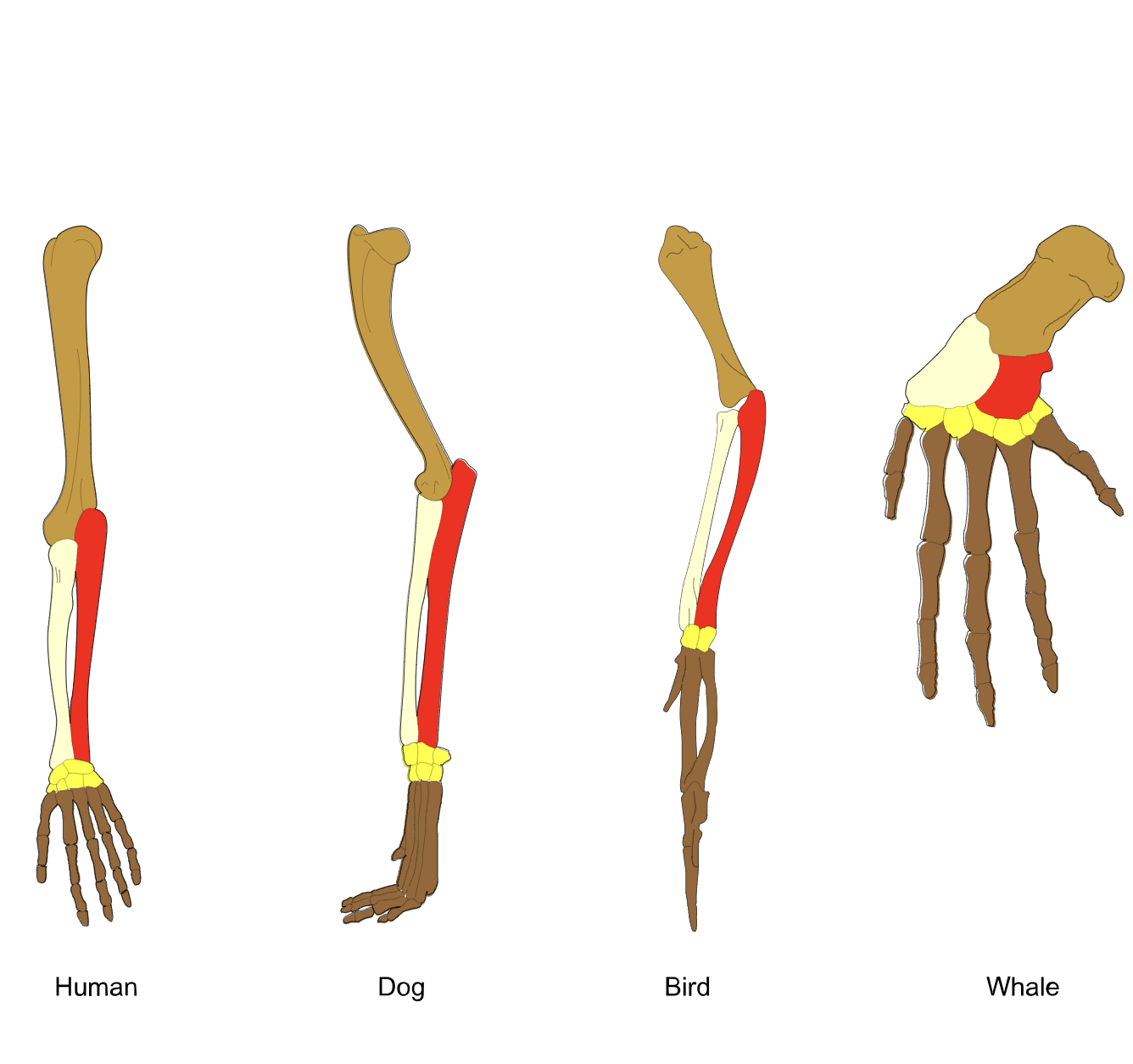 <p>homologous characters</p>