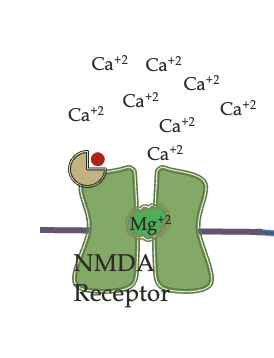 <ul><li><p>opens a calcium channel</p></li><li><p>at resting membrane potential, HOWEVER, the NMDA calcium channel is blocked by a magnesium ion</p><ul><li><p>when glutamate binds to the NMDA receptor, the channel does not allow calcium to enter</p></li></ul></li></ul><p></p>