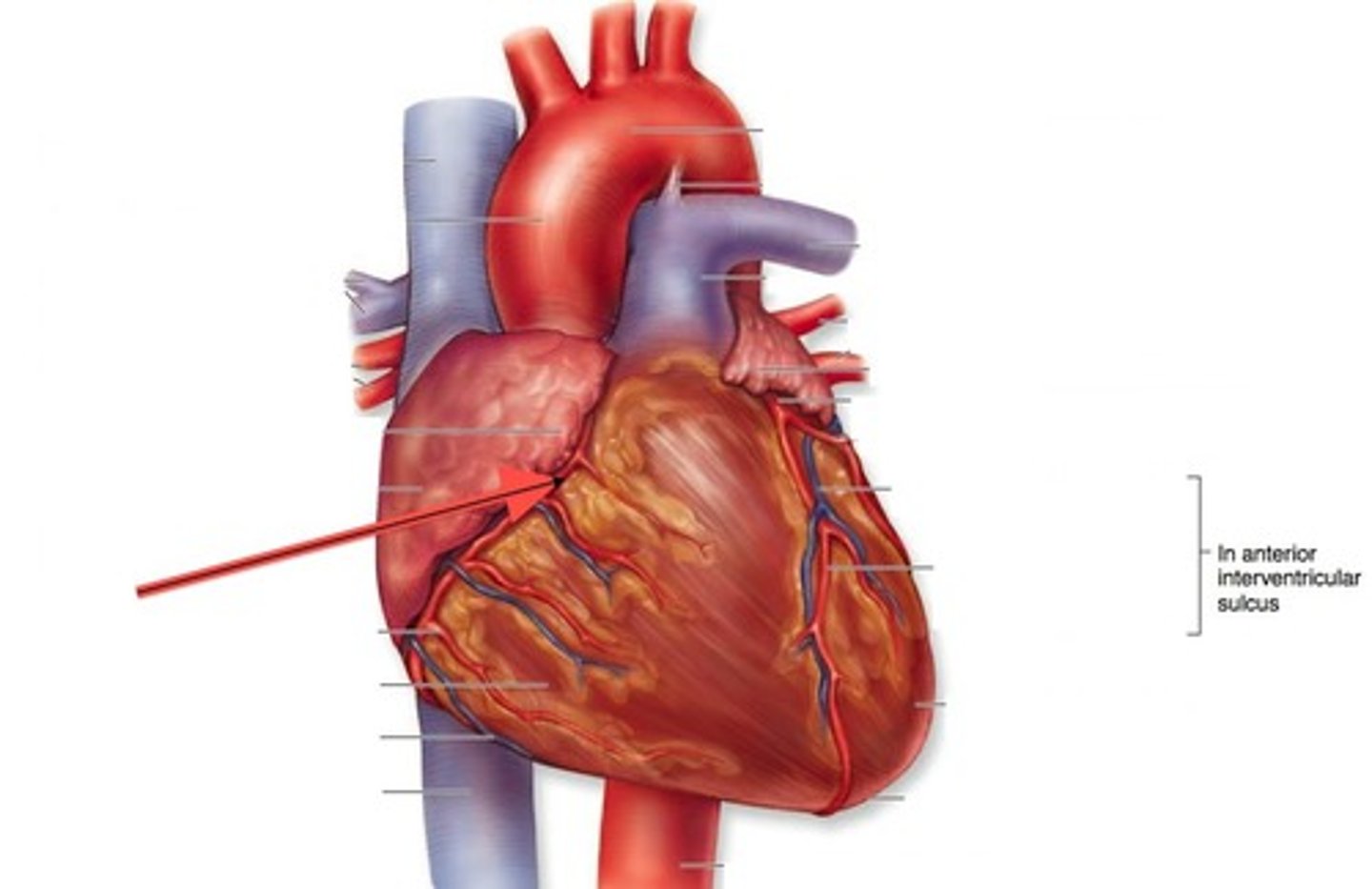 <p>blood vessels that branch from the aorta and carry oxygen-rich blood to the heart muscle</p>