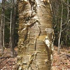 <p>Which tree presents with this bark? </p>