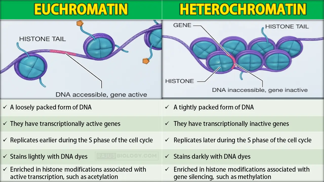 <p>A tightly packed form of chromatin that is generally transcriptionally inactive</p>