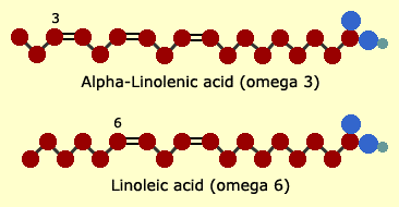 <p><span><span>The placement of the first carbon-carbon double bond in the fatty acid.</span></span></p><p><span><span>This double bond is located on the third carbon from the left side, commonly referred to as the methyl (-CH3) end.</span></span></p>