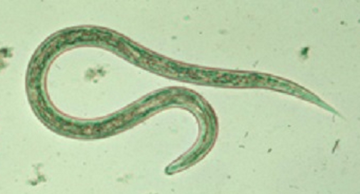 <p>Helminths</p>