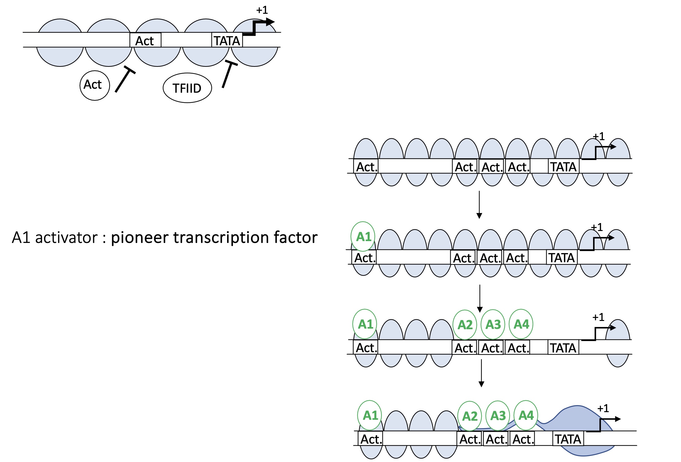 <p>Pioneer ACT will bind to the ACT binding sit on the DNA in between the nucleosomes </p><ul><li><p>ejection or displacement of nucleosomes&nbsp;</p></li><li><p>more ACT binding sites available&nbsp;</p></li><li><p>TATA box available&nbsp;</p></li></ul><p>TFIID can bind to TATA box and form PIC</p><p></p>