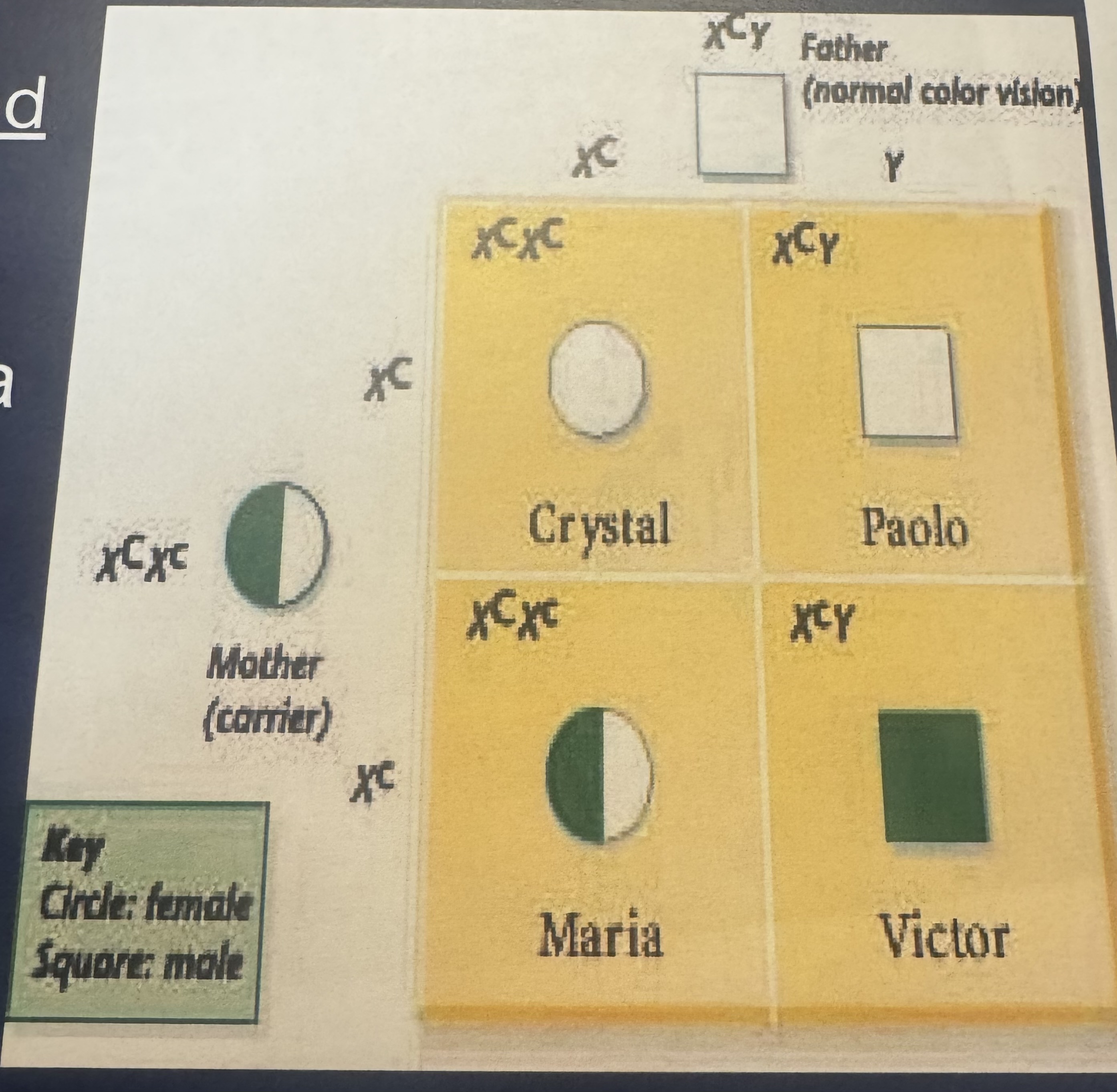 <p>What does the Punnett square in the slide show?</p>