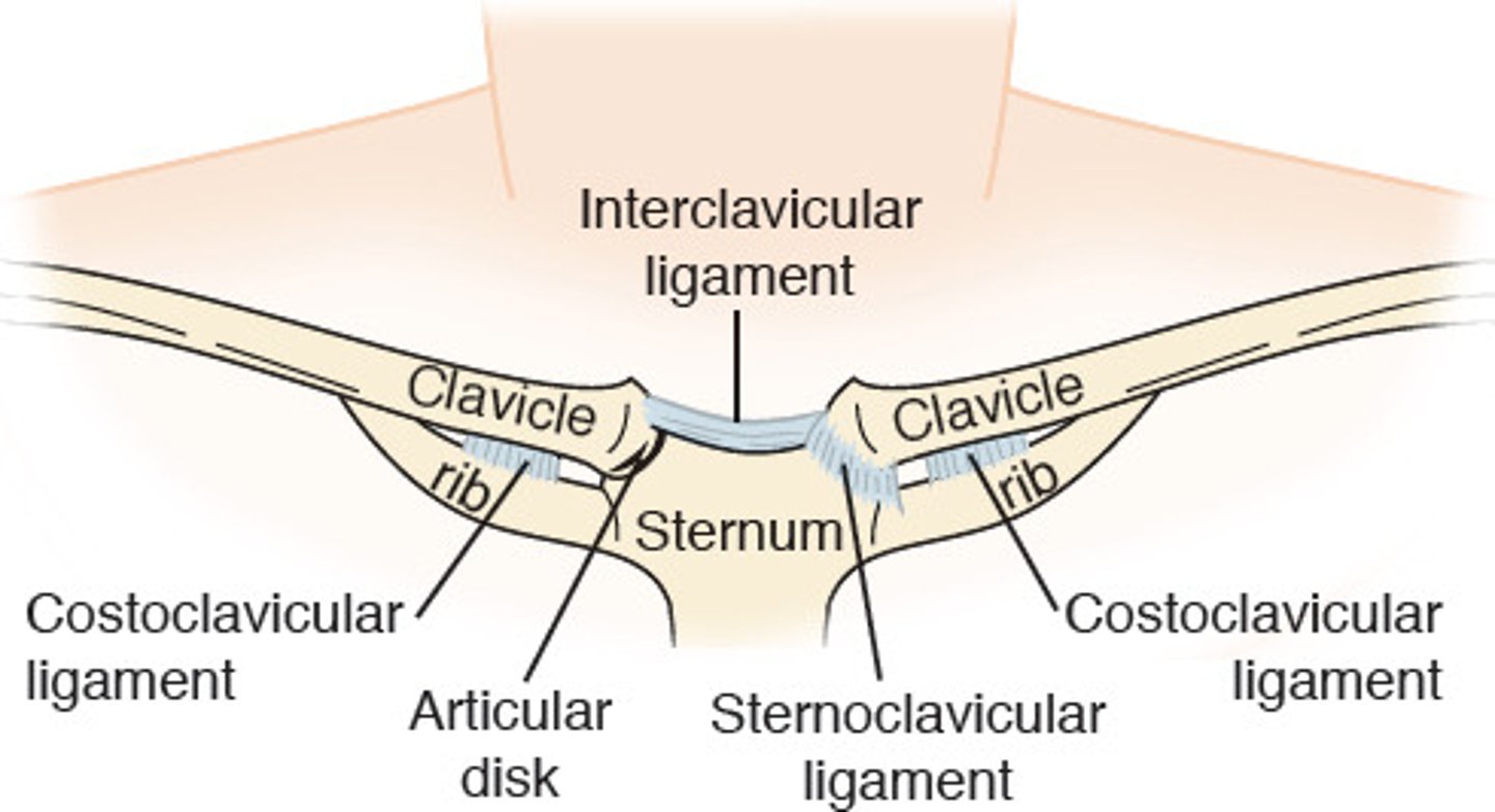 <p>anterior and posterior sternoclavicular ligaments, interclavicular ligament, costoclavicular ligament</p>