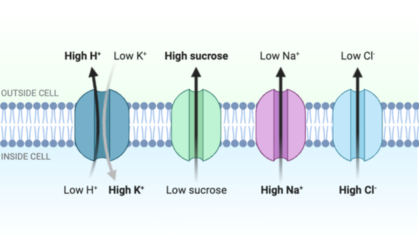 <p>Which statement accurately describes the transport shown in the figure?</p><ul><li><p><span>a. The transport of K<sup>+</sup> into the cell requires energy in the form of ATP.&nbsp;</span></p></li><li><p><span>b. The transport of Na<sup>+</sup> out of the cell requires energy in the form of ATP.</span></p></li><li><p><span>c. The transport of H<sup>+</sup> into the cell requires energy in the form of ATP.</span></p></li><li><p><span>d. The transport of Cl<sup>-</sup> out of the cell occurs by active transport.</span></p></li><li><p><span>e. The transport of sucrose into the cell requires energy in the form of ATP.&nbsp;</span></p></li></ul><p></p>