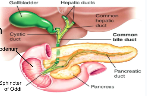 <p><span>- stores bile (produced by liver), secretes bile through bile duct&nbsp;into duodenum (fat digestion)</span></p>