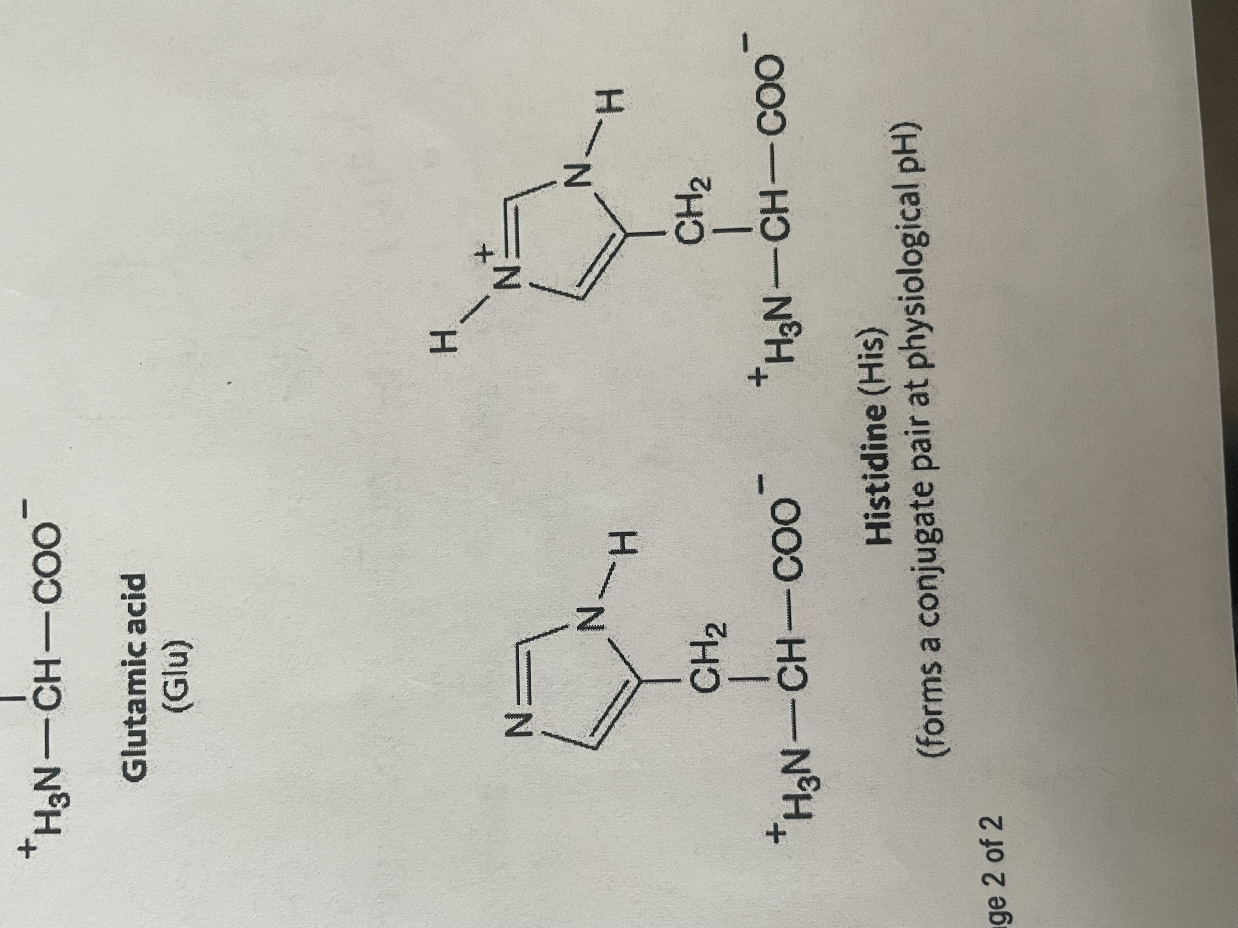 <p>polar (hydrophobic), Basic amino acid with a positive charge + </p>