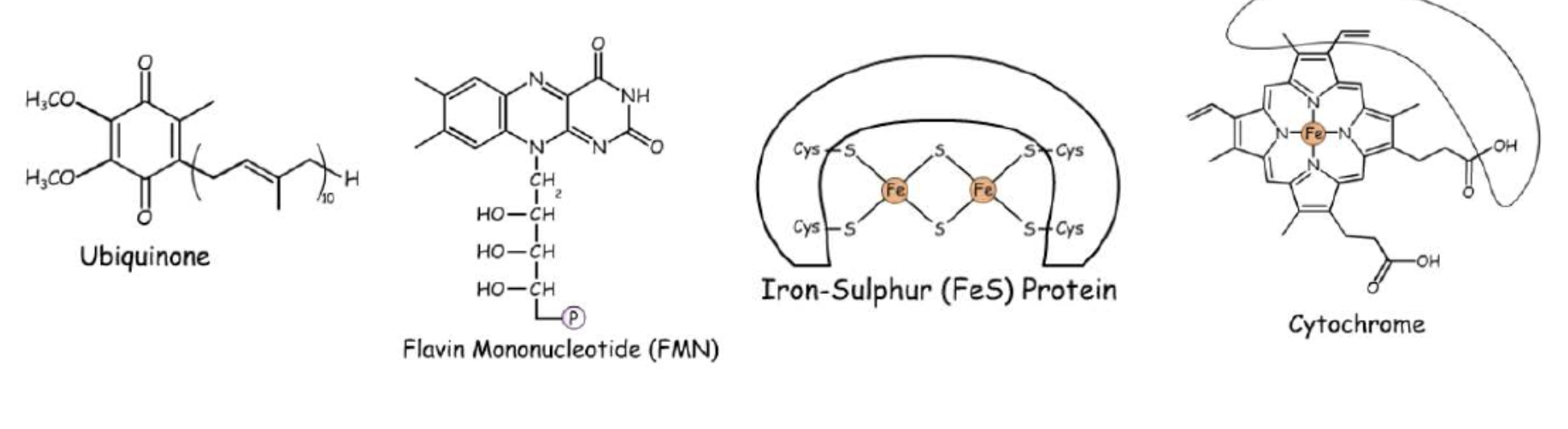 <ul><li><p>Iron sulfur protein → has iron, sulfur and cysteine residues, take part in 1 electron transfer </p></li><li><p>Cytochorme → has heam group contently boned together, iron ion in center,  takes part in directly 1 electron transfer</p></li><li><p>Flavin mononuclotide → looks like FAD can tarnsfer or hold 2 hydrogen’s</p></li><li><p>Ubiquonone→ can transfer electrons through hydrogen </p></li></ul><p></p>