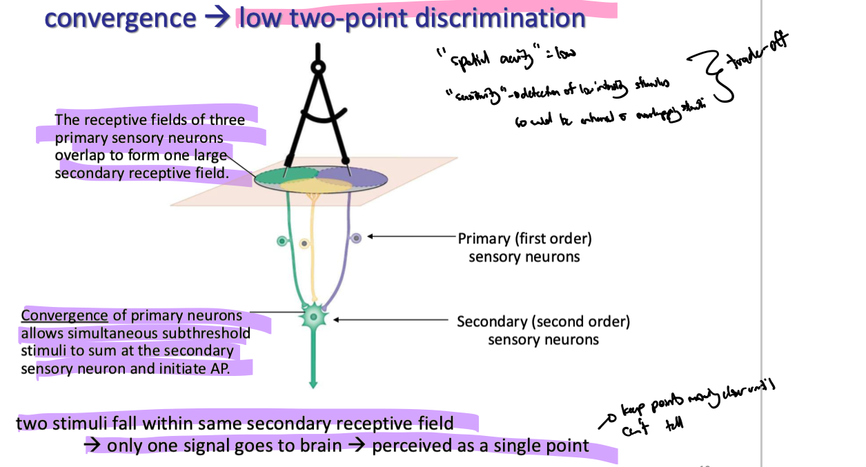 <p>bc all primary sensory neurons w overlapping receptive fields converge on one secondary neuron brain cant tell diff btwn primary receptive fields since both signals are being brought to brain from the same pathway</p><p></p><p>2 point discrimination is the <strong>ability to distinguish btwn 2 points of contact on the skin when touched simultaneously instead of feeling a single point </strong>→ means primary sensory neurons innervating those 2 areas converge onto diff secondary sensory neurons</p>