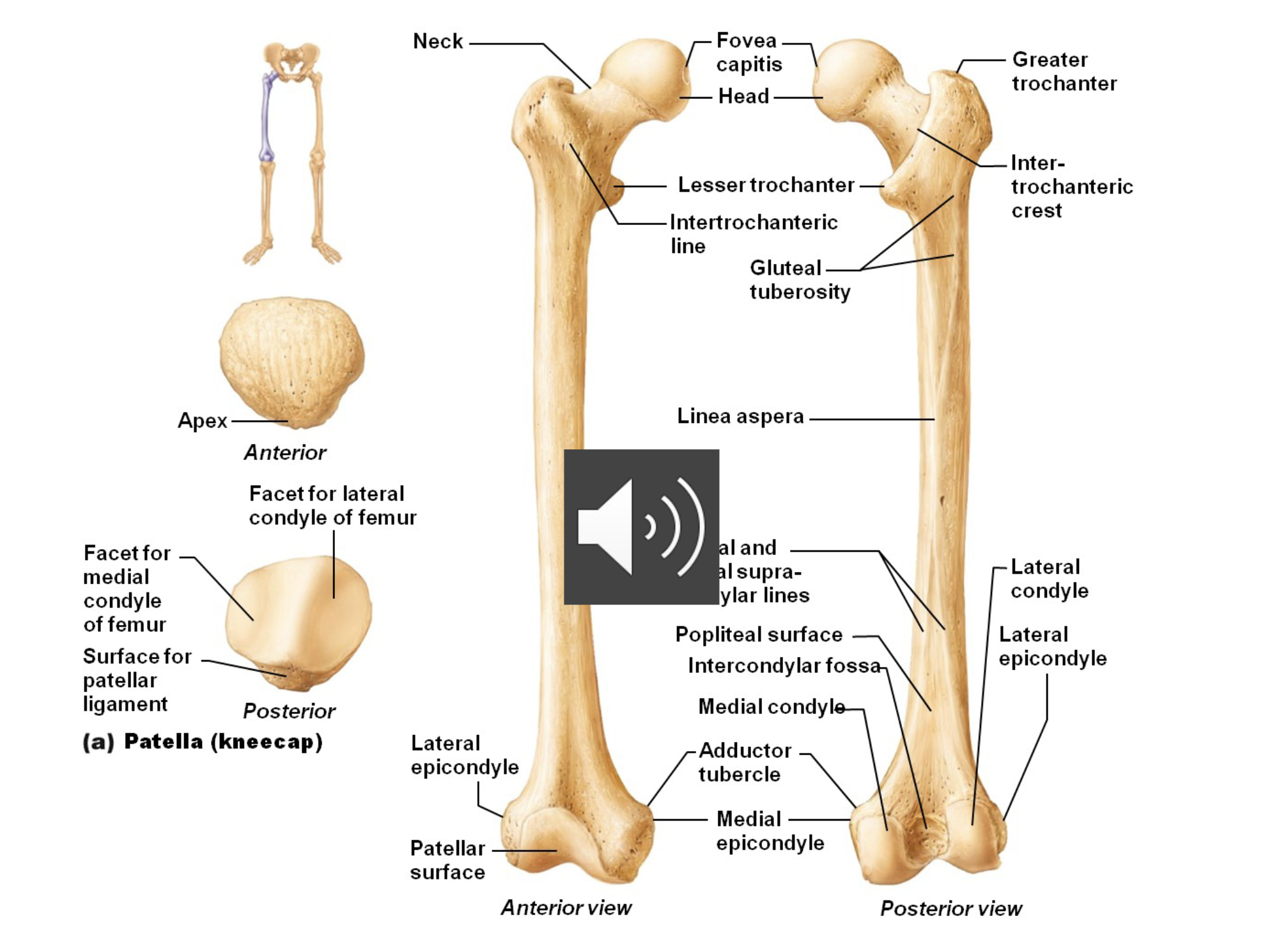 <ul><li><p>largest and strongest bone of the body </p></li><li><p>makes a quarter of one’s height </p></li><li><p>articulates proximally with the acetabulum and distally with the tibia and fibula </p></li></ul><p></p>