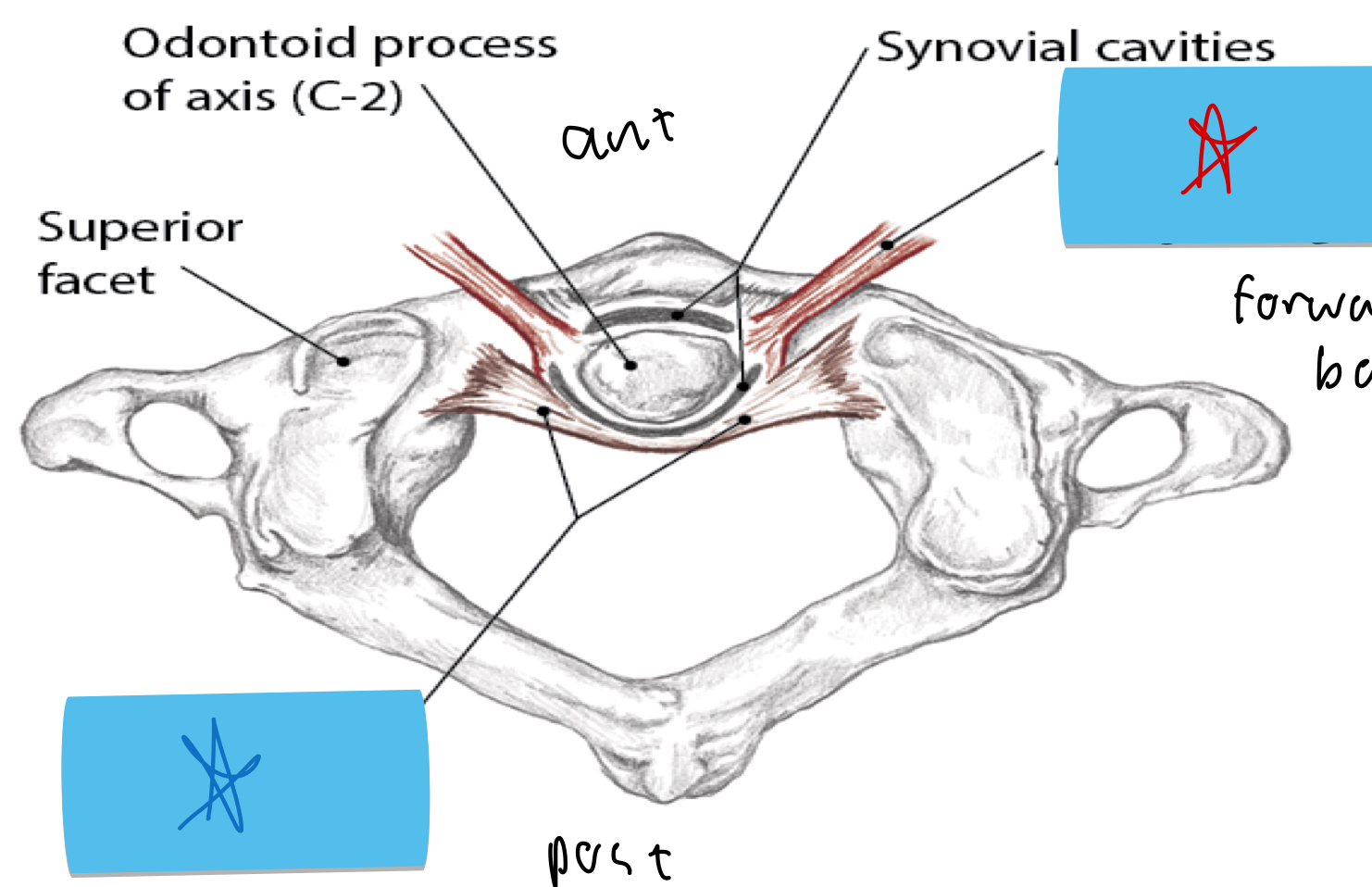 <p>Identify this structure and anatomical significance (red star)</p>