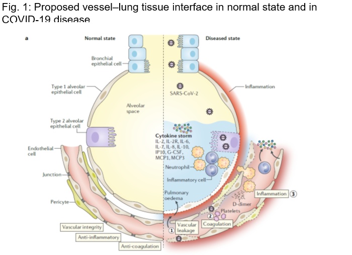 loss of vascular integrity (1), activation of the coagulation pathway (2) and inflammation (3)