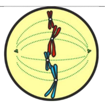 <ul><li><p>Nuclear envelope disappears</p></li><li><p>Chromosomes align along the equator of the cell</p></li><li><p>Spindle fibres connect centrioles to chromosomes by their centromeres</p></li></ul><p></p>