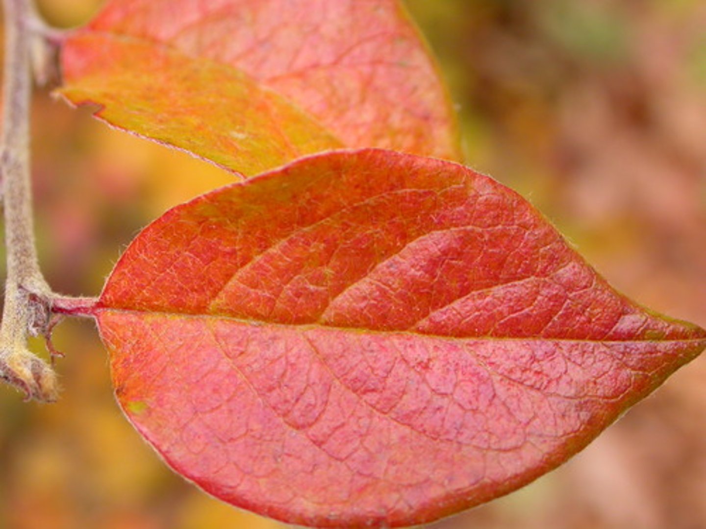 <p>a single leaf that is attached to the stem of the plant by a single petiole.</p>