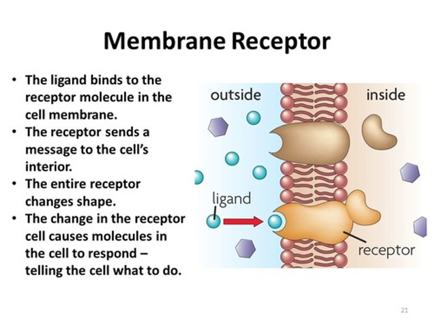 <p>(C) The Cell Membrane has stopped creating and seen a decrease in receptors for these extracellular signaling molecules, and must upregulate these receptors.</p>